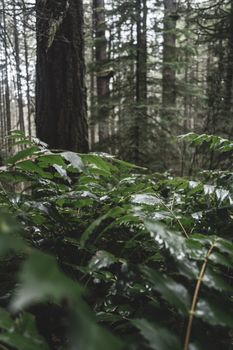 Explore the tranquil beauty of a misty evergreen forest with raindrops on green leaves.