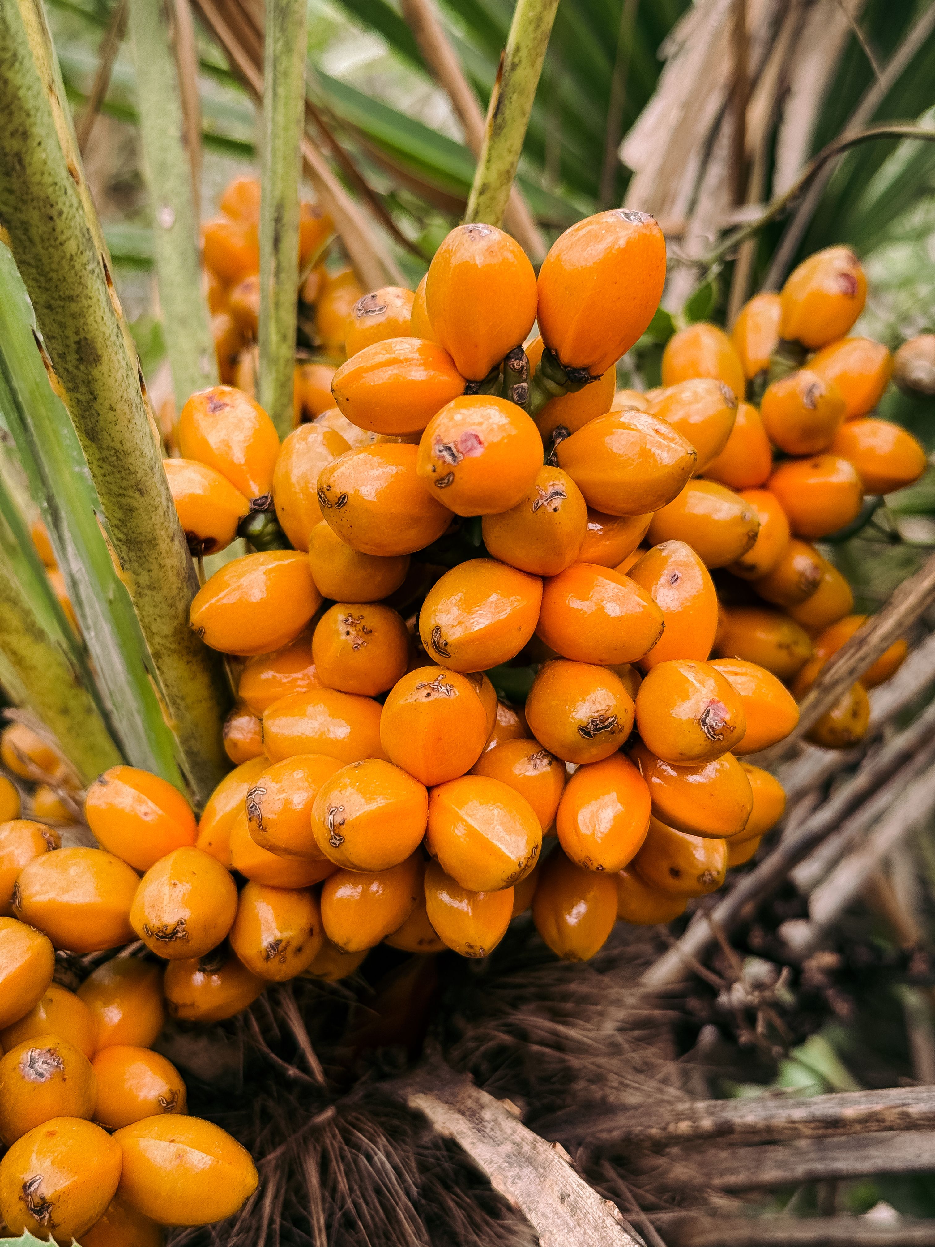 Oil palm fruit, the source of palm wax