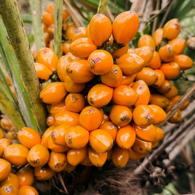 Oil palm fruit, the source of palm wax