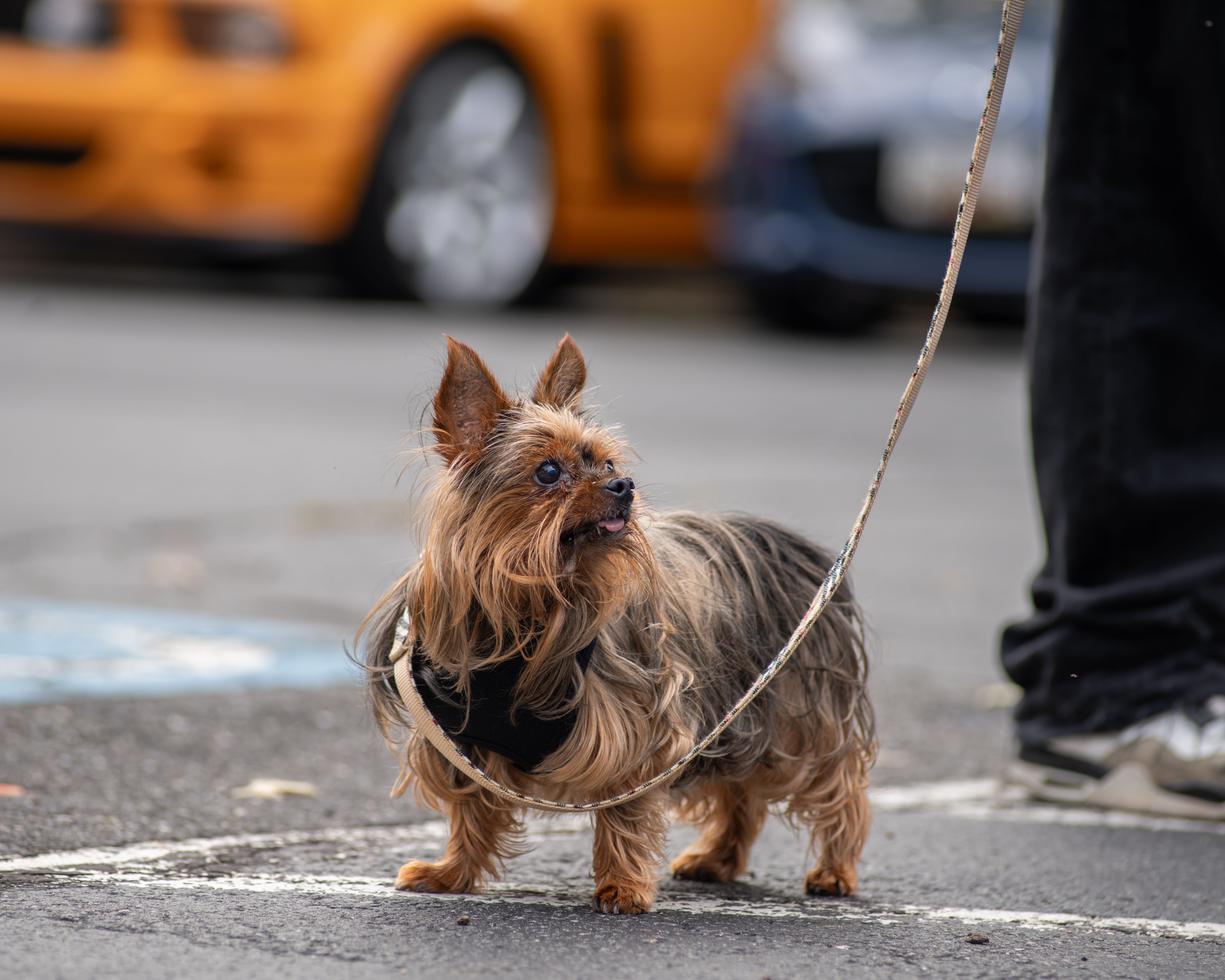 Man Saves Yorkie from Hot Car: Heat Safety Lessons for Dog Owners