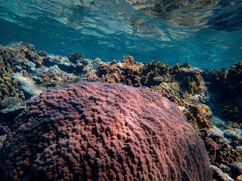 Coral Reef Under Clear Water