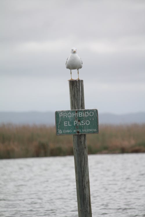 White Bird Perched On Wooden Signage