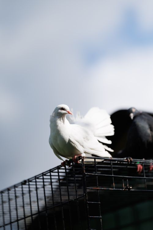 Free A serene white dove perched on a cage with a clear blue sky in the background. Stock Photo