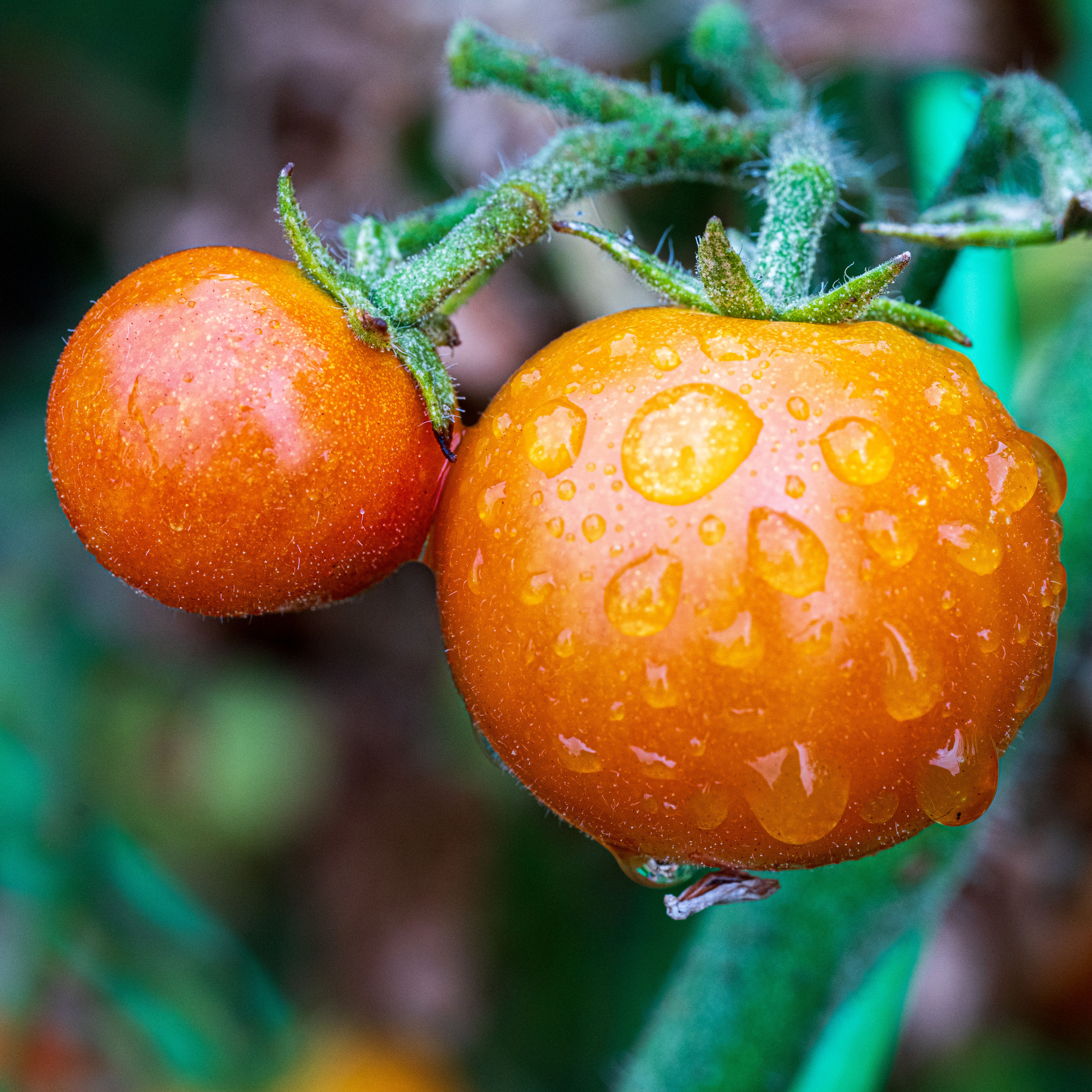 Fresh tomatoes with dewdrops in a garden in Somerville, MA, showcasing vibrant orange-red hues.