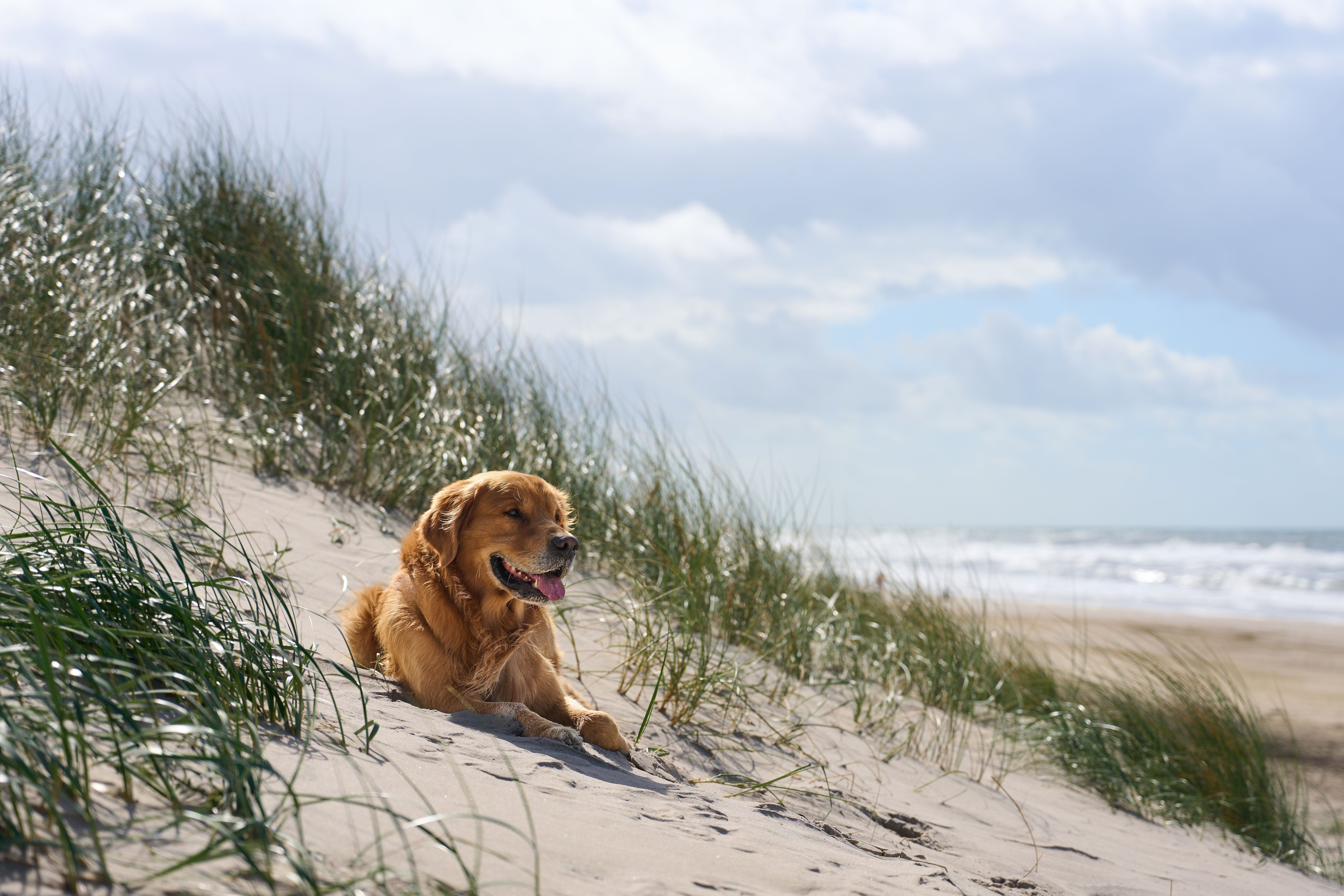 Golden Retriever dog lying on a sandy beach by the ocean, surrounded by beach grass and sea breeze.
