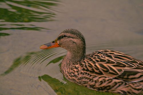 Free Detailed image of a female mallard duck swimming in calm water, with vibrant plumage. Stock Photo