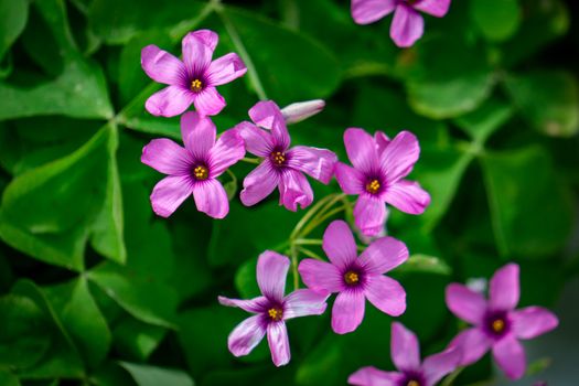 Macro shot of vibrant pink Oxalis flowers surrounded by lush green leaves, perfect for nature and botanical themes.
