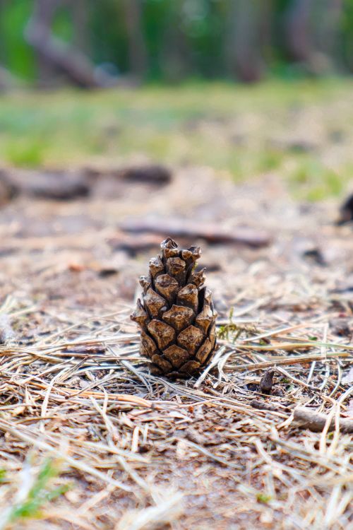 Free Detailed close-up of a pine cone resting on a natural forest floor. Stock Photo