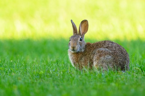 Free A cute eastern cottontail rabbit sits alert in a sunlit grassy meadow. Stock Photo