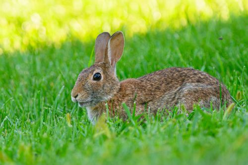 Free A wild rabbit sitting in lush green grass during a sunny day, showcasing nature's simplicity and beauty. Stock Photo