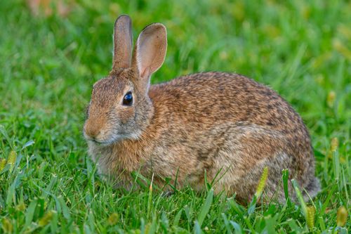 Free A detailed close-up of a brown wild rabbit sitting on lush green grass outdoors. Stock Photo