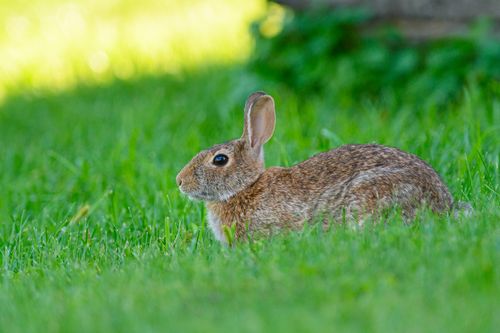 Free A wild rabbit sits peacefully in green grass, showcasing nature's tranquility and beauty. Stock Photo