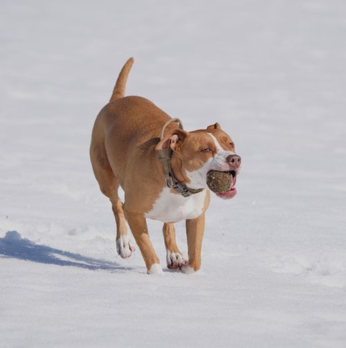 Free A playful brown pitbull running with a ball in a snow-covered landscape. Stock Photo