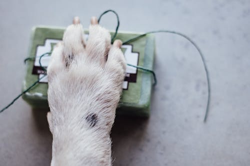 Foto profissional grátis de animal, antibacteriano, antisséptico