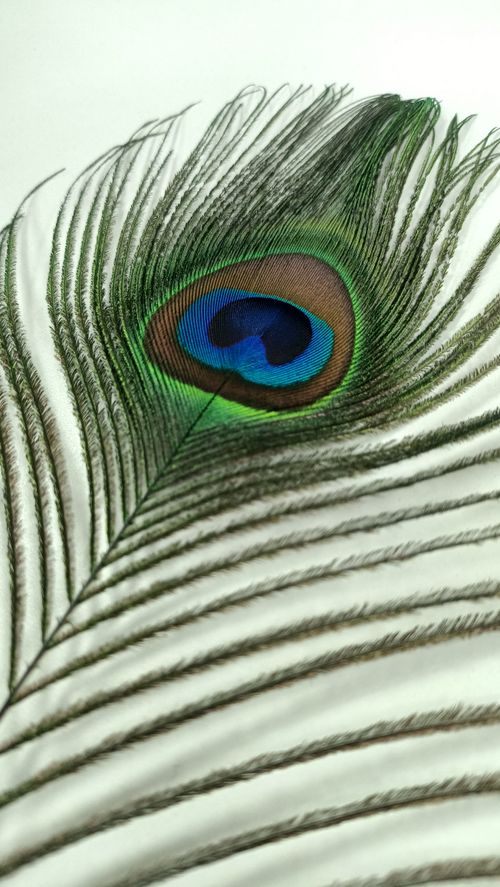 Free Detailed view of a peacock feather showcasing iridescent colors and intricate patterns. Stock Photo
