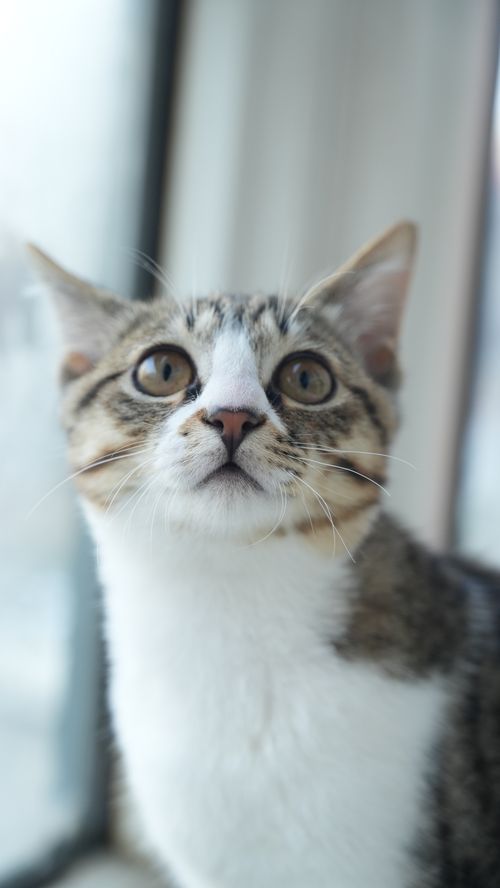 Free A focused portrait of a tabby cat gazing inquisitively outside through a frosty window. Stock Photo