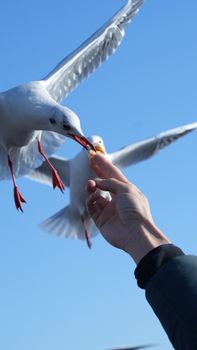 在湛蓝的天空下，海鸥优雅地从人手中叼走食物，捕捉到人与自然互动的瞬间。 - 相关推荐
