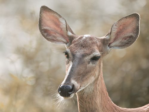 Free A peaceful portrait of a female deer captured in a forest setting with soft natural light. Stock Photo
