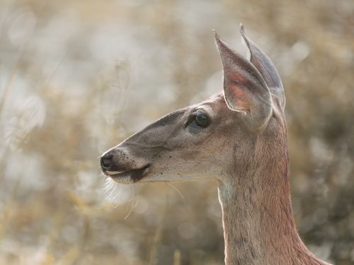 Free Close-up portrait of a deer in soft natural light, showcasing tranquility in a sunlit woodland. Stock Photo