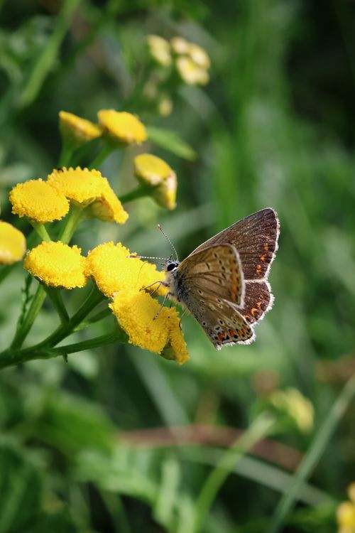 Free A butterfly rests on bright yellow flowers in a lush green field. Stock Photo