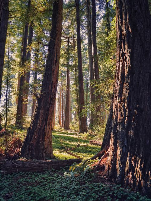 Free Tall majestic redwood trees bathed in warm sunlight, serene forest scene. Stock Photo