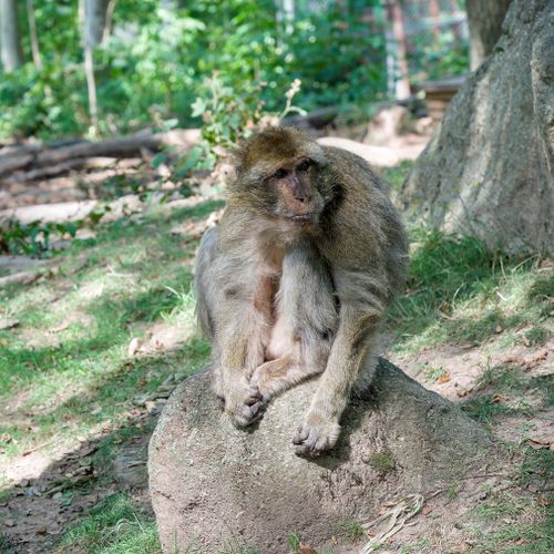 Free A Barbary macaque sits on a rock in a lush forest setting, showcasing natural behavior. Stock Photo