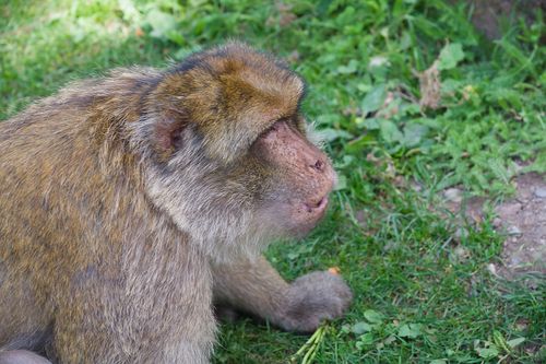 Free Side view of a Barbary macaque sitting on grass in a natural outdoor setting. Stock Photo