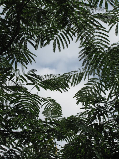 Foto d'estoc gratuïta de arbre, fronda, fulles