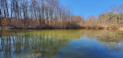 Free stock photo of bare trees, lake, reflection