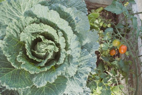 Free Top view of lush cabbage and ripe tomatoes in a Belgian garden, captured outdoors. Stock Photo