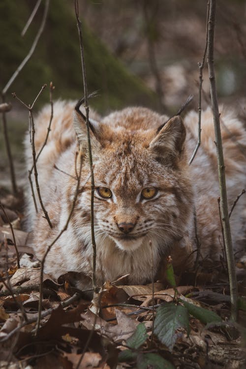 Ilmainen kuvapankkikuva tunnisteilla eläin, eläinkuvaus, ilves