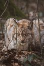 欧亚山猫伪装在德国野外的森林树叶中