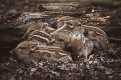 Free A group of cute wild boar piglets snuggling together in a forest setting. Captured in Gangelt, Germany. Stock Photo