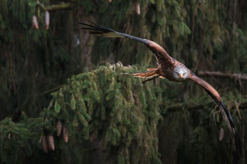 Bezpłatne Latający Brązowy Ptak Zdjęcie z galerii