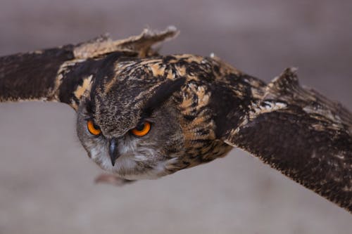 Close-Up Shot It An Owl