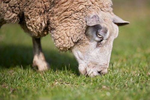 Free A serene image of a sheep grazing on fresh green grass in a rural meadow. Stock Photo
