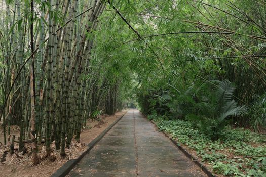 越南胡志明市郁郁葱葱的绿色植物中宁静的竹林小道。 - 相关推荐