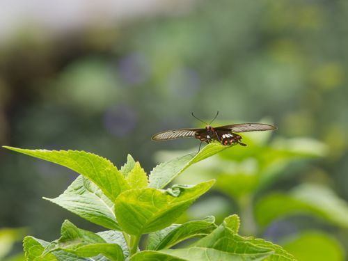 Free A delicate butterfly perched on vibrant green leaves, captured in an outdoor natural setting. Stock Photo