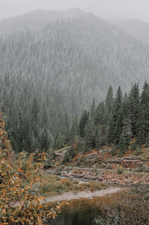 Immagine gratuita di alberi, boschi, esterno