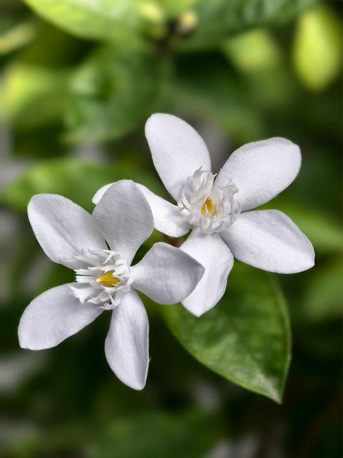 Free Close-up of blooming white jasmine flowers with lush green leaves. Stock Photo