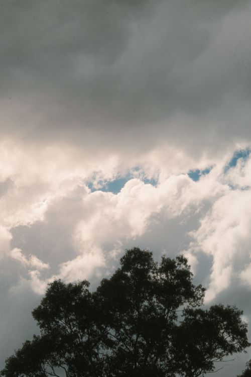Free Moody clouds with a silhouette of a tree against the Melbourne sky. Stock Photo