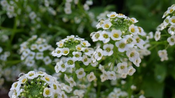 Uma visão detalhada das flores brancas de alisso-doce em plena floração, cobertas por gotas de orvalho fresco.