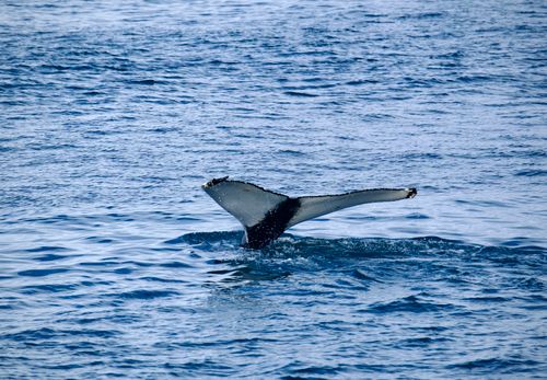 Free A stunning capture of a whale's tail emerging from the ocean, showcasing marine beauty and nature's wonder. Stock Photo