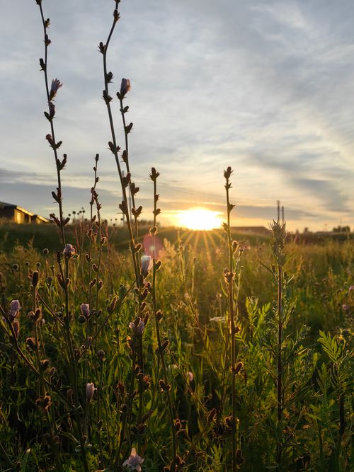 Free Sunset over a field of wildflowers, creating a serene and natural landscape view. Stock Photo