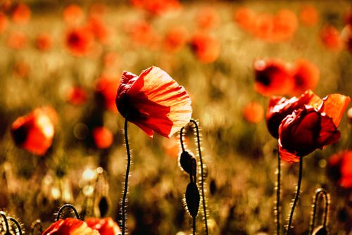 Free A stunning close-up of red poppies illuminated by warm sunlight in a vibrant field. Stock Photo