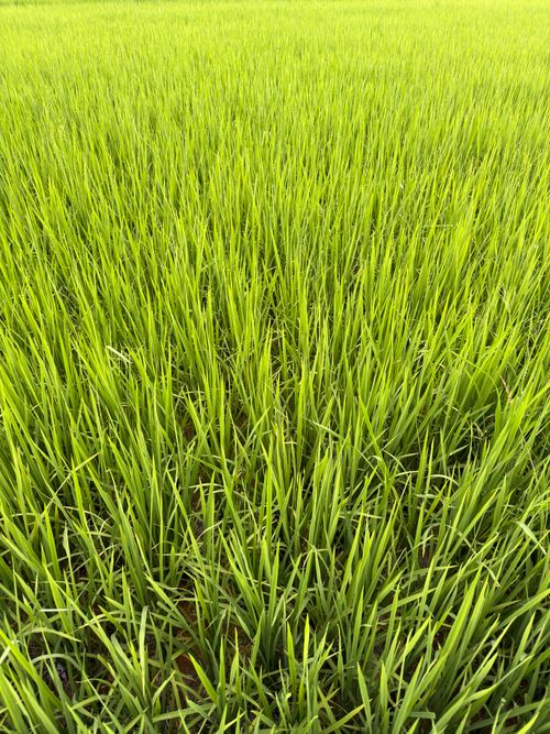 Free Lush green rice field captured close-up showing dense young rice plants under daylight. Stock Photo