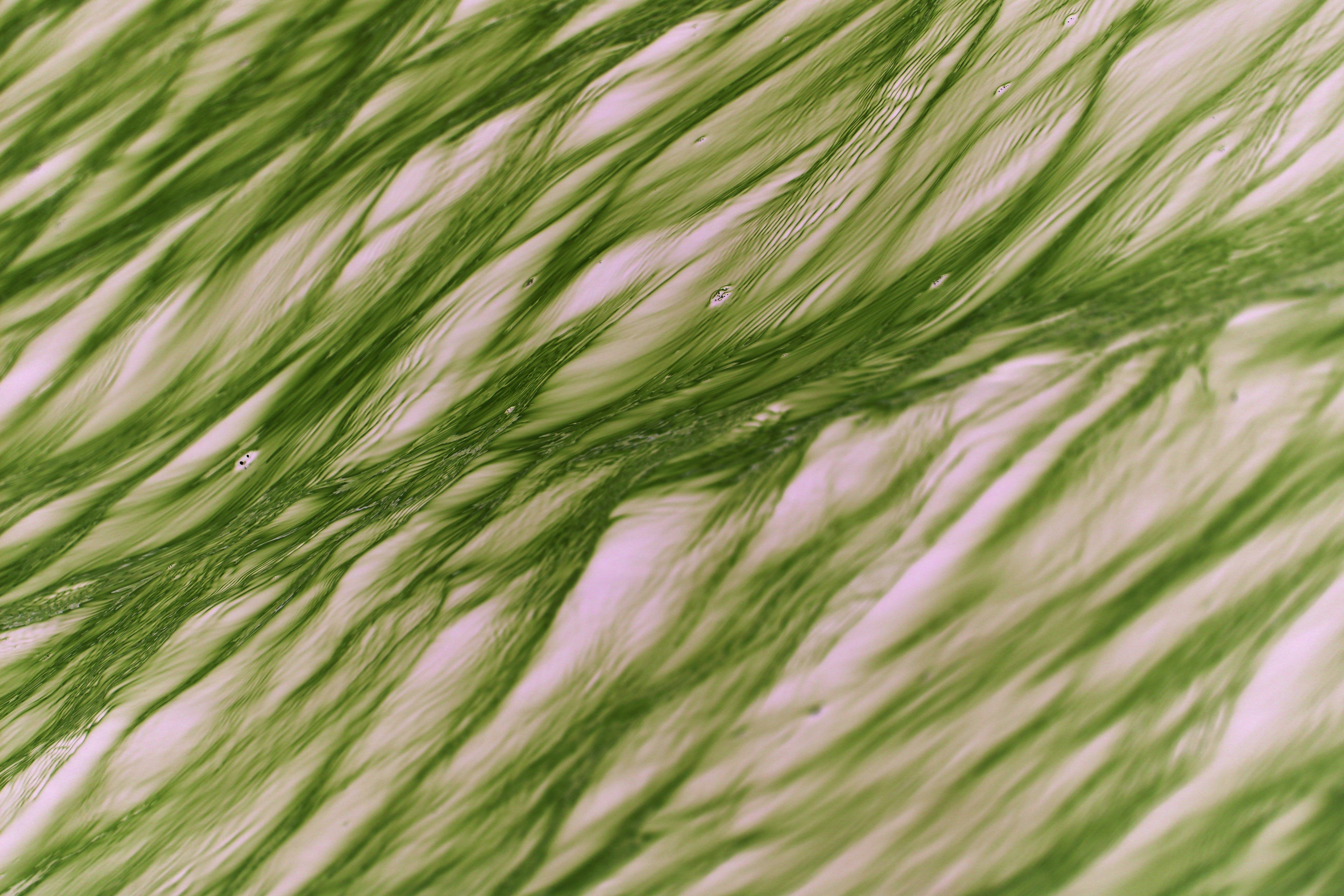 Abstract view of green algae flowing in water, creating a natural pattern.