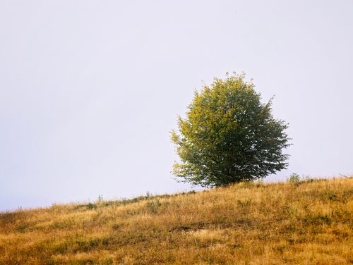 Free A picturesque lone tree stands on a golden hill under a clear autumn sky, evoking tranquility. Stock Photo
