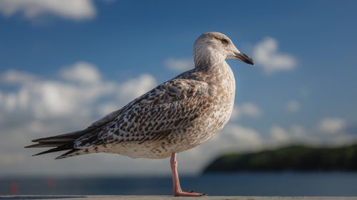Free A detailed image of a European Herring Gull standing by the water against a blue sky. Stock Photo