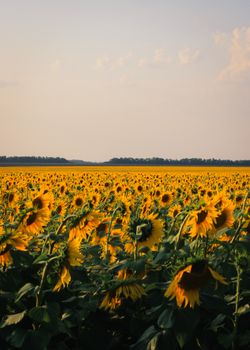 A vibrant sunflower field stretches to the horizon under a clear sky, basking in sunlight.